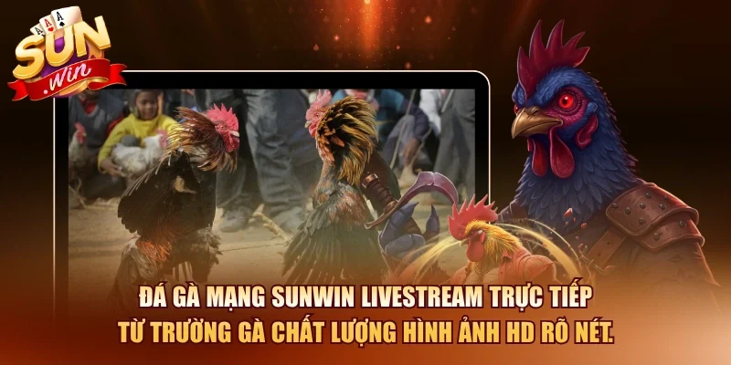 Bí Quyết Xem Đá Gà Mạng Và Cách Cược Hiệu Quả 2026 2 Sunwin Đá gà mạng SUNWIN livestream trực tiếp từ trường gà chất lượng hình ảnh HD rõ nét.