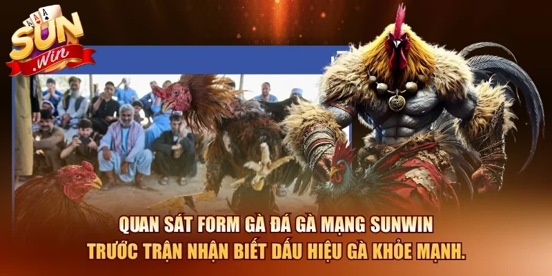 Bí Quyết Xem Đá Gà Mạng Và Cách Cược Hiệu Quả 2026 3 Sunwin Quan sát form gà đá gà mạng SUNWIN trước trận nhận biết dấu hiệu gà khỏe mạnh.